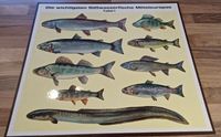 à5€ wichtigsten Süßwasserfische Mitteleuropas Tafel 1 + 2  Fische Bayern - Freising Vorschau