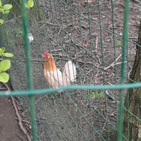 Hühner , 3Friesenhühner und ein Hahn Nordrhein-Westfalen - Gütersloh Vorschau