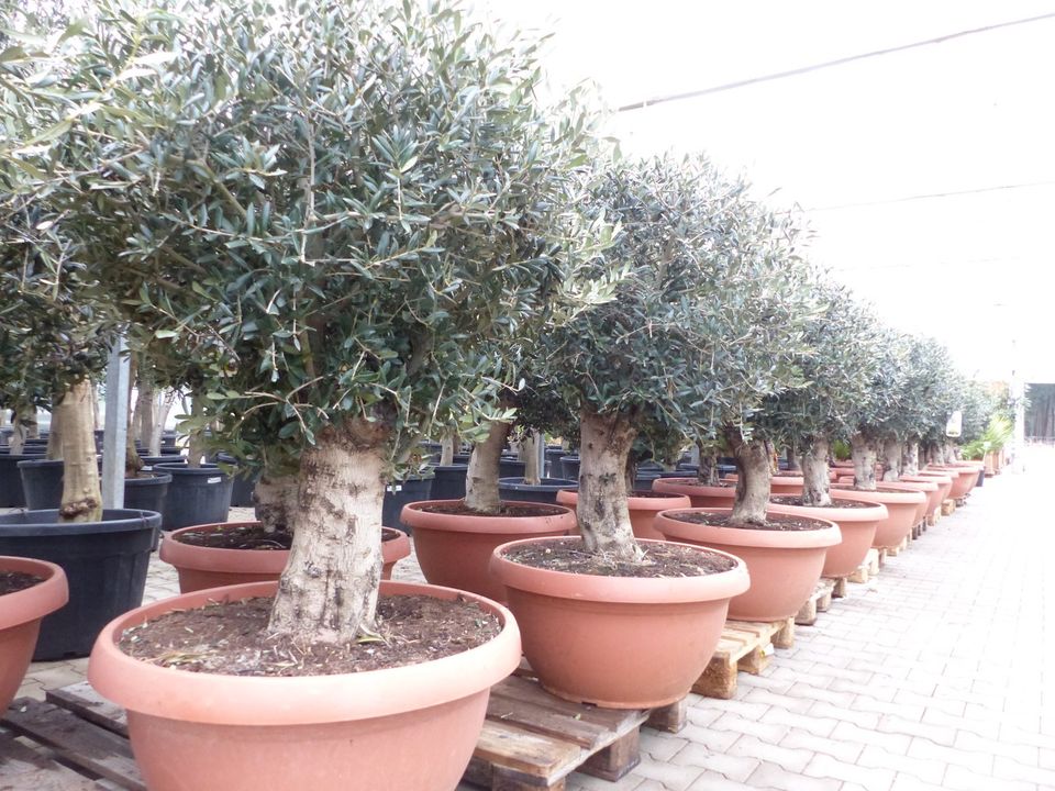 Bonsai Olivenbaum "Manzanilla" in Bonsai-Schale 150-160 cm in Goch