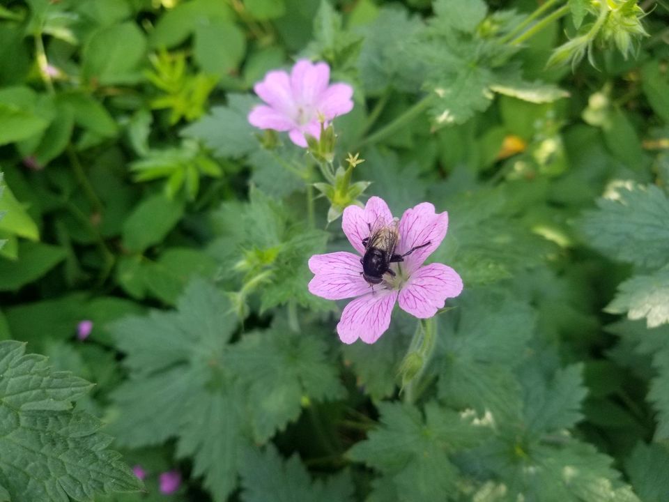 Pflanzen, Stauden, Ziersalbei, Funkien, Storchschnabel, Astilbe.. in Bad Schwartau