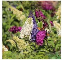 Sommerflieder lila und rot Nordrhein-Westfalen - Rheda-Wiedenbrück Vorschau