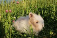 Reinrassige Teddyzwerge Zwergkaninchen Weibchen und Männchen Bayern - Untergriesbach Vorschau