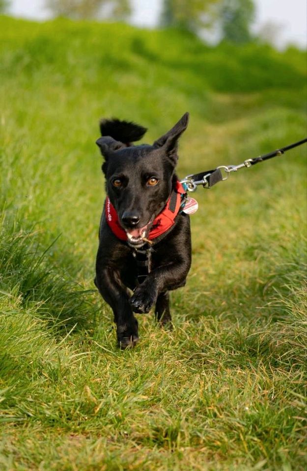 Danny - freundlicher Terrier-Mix sucht passendes Zuhause❤️ in Grevenbroich