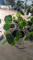 Pilea, Ufo Pflanzen Niedersachsen - Lüneburg Vorschau