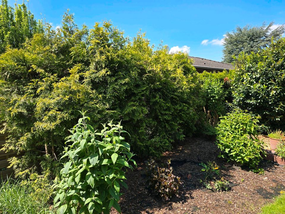 Thuja (Hecke; Baum) zu verschenken in Merzenich