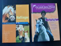 Haflinger Pferdewissen Cadmos Bayern - Stadtlauringen Vorschau