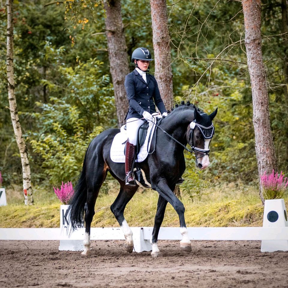 Sehr sportlich eleganten dunkelbraunen Oldenburger Hengst in Thedinghausen