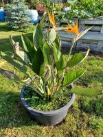 Strelitzie Paradiesvogelblume Sachsen-Anhalt - Dardesheim Vorschau