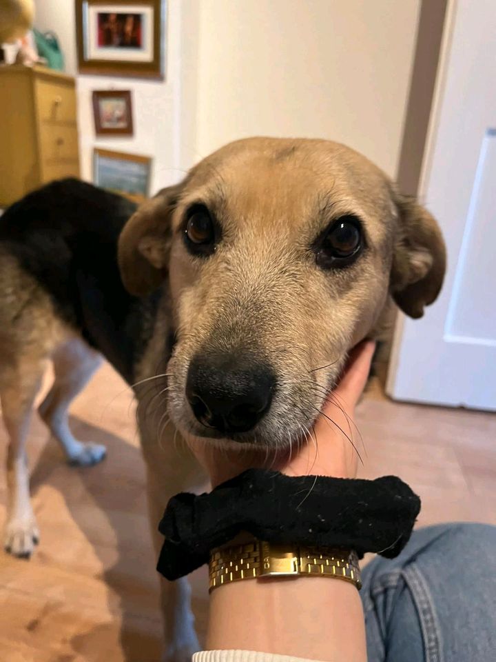 Mami - Hündin sucht ihre Menschen ♥️ in Leipzig