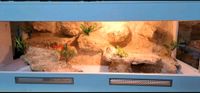 Terrarium Reptilien 180x70x70 Frankfurt am Main - Westend Vorschau