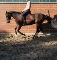 Stute -Pferd,Warmblut Irish Sporthorse  /zu verkaufen /verfügung Hessen - Ebsdorfergrund Vorschau