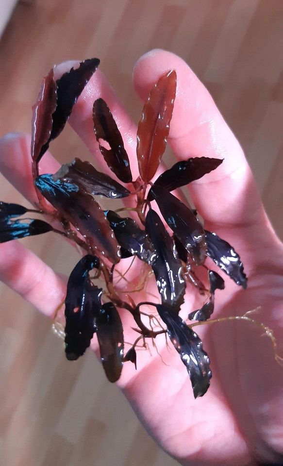 New ⭐❤ Red Chili 2x ❤⭐ Rare Bucephalandra Aquarium Garnelen in Freiburg im Breisgau