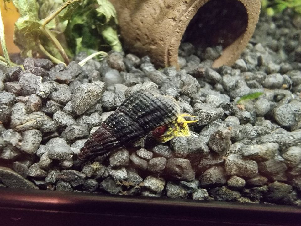 Tylomelania towutensis - yellow spotted - Schnecke für Aquarium in Köln