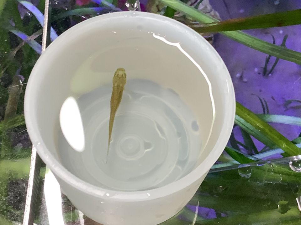 Viele Guppy Babys versch. Färbungen in Pulheim