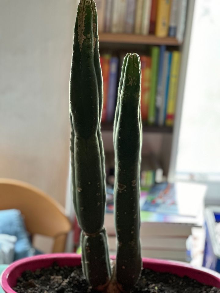 Kaktus Trichocereus pachanoi in Arnsberg