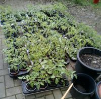 Tomatenpflanzen verschiedene Sorten alte Sorten Niedersachsen - Ostercappeln Vorschau