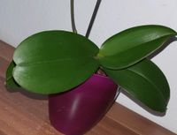 Biete gesunde Orchidee Essen - Altenessen Vorschau