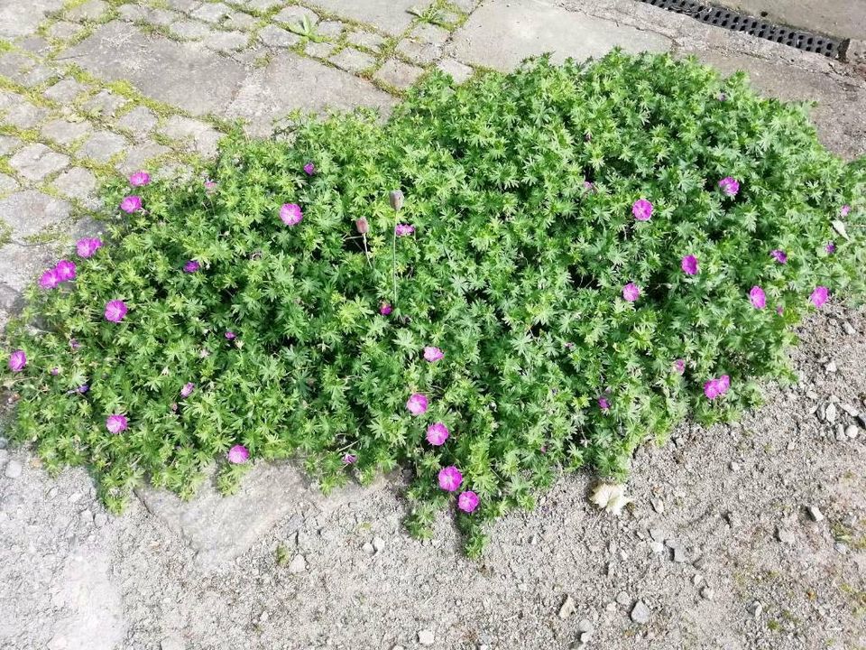 Kleiner Storchschnabel Samen pink mehrjährig pflegeleicht in Dürrhennersdorf