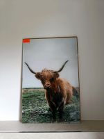 Bild Acrylglas 40x60 cm Schottisches Hochlandrind Highland Cattle Bayern - Simbach Vorschau