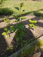 Hibiskussträucher Setzlinge Brandenburg - Bad Saarow Vorschau