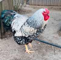 Wyandottenhahn schwarz-silber-gesäumt Niedersachsen - Visbek Vorschau