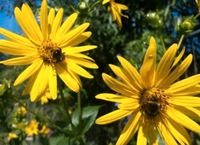 Silphie - Silphium perfoliatum Baden-Württemberg - Leinzell Vorschau