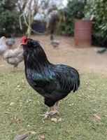 Araucana Bruteier Grünleger Araucaner Niedersachsen - Melle Vorschau