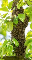 Bienenschwarm vom Imker einfangen lassen Schleswig-Holstein - Stuvenborn Vorschau