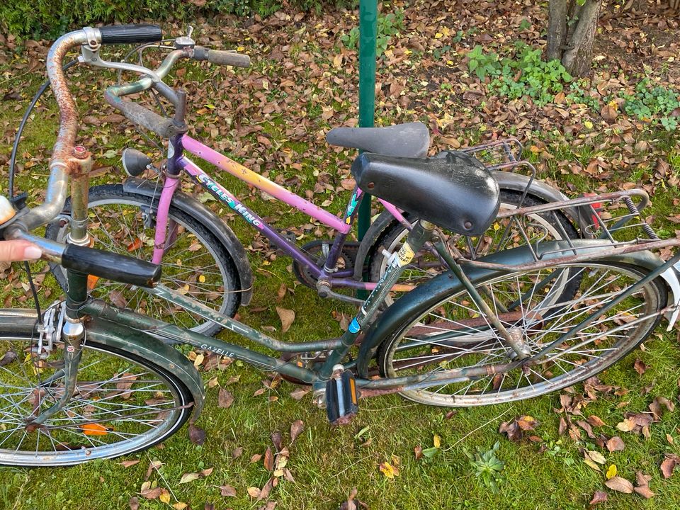 Fahrräder Kinder/Damen/Herren in Haren (Ems)