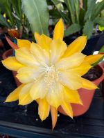 Epiphyllum,Blattkaktus,Blattkakteen gelbe Pflanze Sachsen-Anhalt - Dahlenwarsleben Vorschau