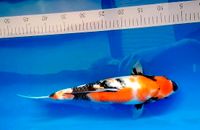 JapanKoi, original Japan Koi, Fische, Gartenteich Niedersachsen - Werlte  Vorschau