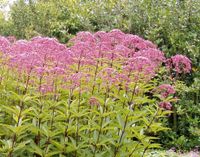 Wasserdost ,Staude, Insektenmagnet, unkompliziert, weiß-rosa Essen - Huttrop Vorschau