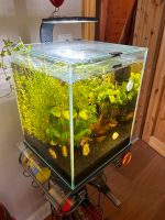 Aquael Cube Aquarium mit Filter und Lampe Yellow fire Garnelen Humptrup - Humptrup Vorschau