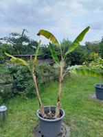 Große winterharte Bananenstaude Nordrhein-Westfalen - Verl Vorschau