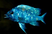 Placidochromis Nordrhein-Westfalen - Kalletal Vorschau