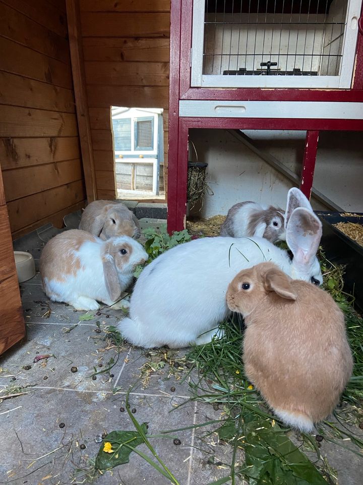 Kaninchen Zwergkaninchen Zwergwidder Rammler 1 Jahr in Weyhe