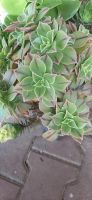 Aeonium leucoblepharum Sukkulente Bayern - Steinach b. Straubing Vorschau