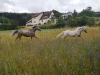 Pferdebox in 97514 Trossenfurt Bayern - Eltmann Vorschau