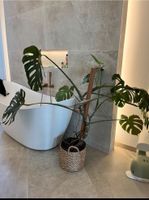 Monstera Fensterblatt 1,35m hoch, gesund inkl. Topf Friedrichshain-Kreuzberg - Friedrichshain Vorschau