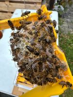 Bienenkönigin Carnica begattet / unbegattet Bayern - Pfaffenhofen a. d. Roth Vorschau
