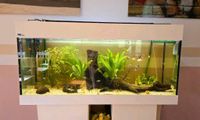 240 Liter Aquarium mit Besatz, Zubehör und Unterschrank Nordrhein-Westfalen - Unna Vorschau