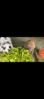 2 Kaninchen suchen ein Zuhause in besten Händen Nordrhein-Westfalen - Dormagen Vorschau