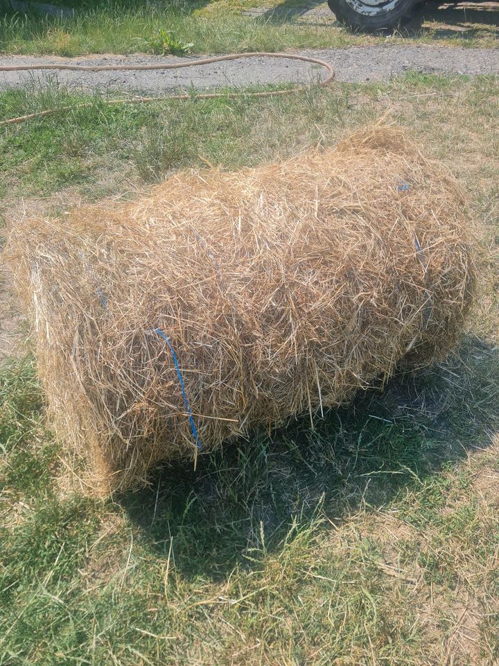 Kleine Heurundballen in Trieb