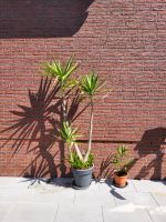 Schöne große Yucca Palme Niedersachsen - Wolfsburg Vorschau