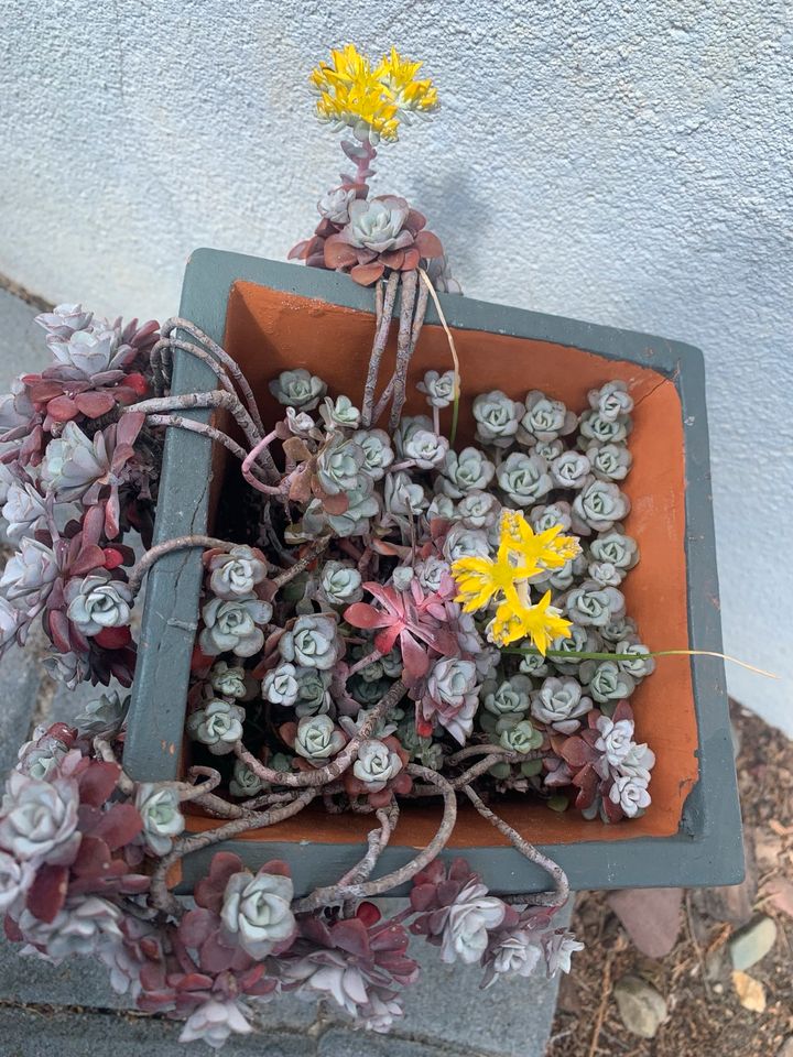 Sedum Spathulifolium! in Delmenhorst