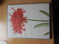 2 Bilder mit Rahmen IKEA Blumenbilder Blumen Bilderrahmen Thüringen - Zeulenroda Vorschau
