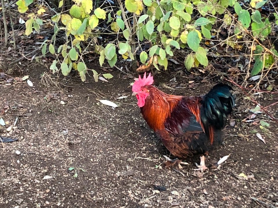 Hahn, 1 Jahr alt in Bobritzsch-Hilbersdorf