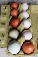 Verkaufe frische, bunte Eier von frei laufenden Hühner Hessen - Gründau Vorschau