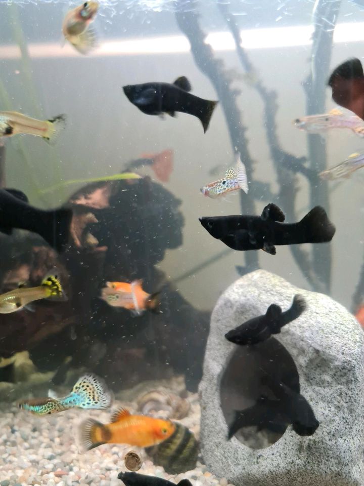 Jungfische: Black Mollys/Guppys/Platys in Rosendahl