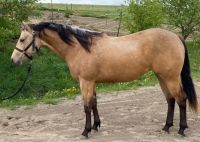 Quarter Horse Stute, 2 jährig, Reining, Buckskin, QH Bayern - Halblech Vorschau